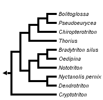 taxon links