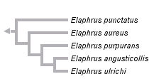 taxon links