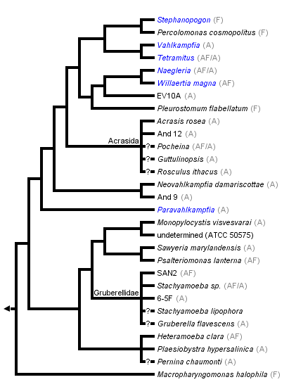 taxon links