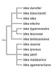 taxon links