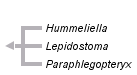 taxon links