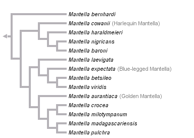 taxon links