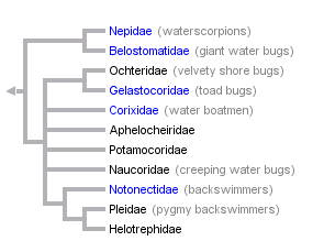 taxon links