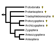 taxon links