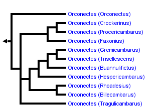 taxon links