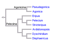 taxon links