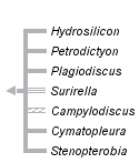 taxon links