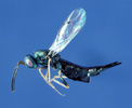 pteromalid wasp, Dinotiscus dendroctoni