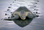Olive ridley turtle