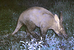 Aardvark (Orycteropus afer) in Serengeti NP, Tanzania