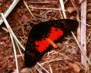 Acraea sp., Tanzania