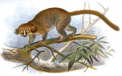 drawing of a hairy-eared dwarf lemur