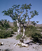 Elephant tree, Bursera microphylla