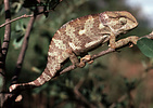 Flap-necked Chamaeleon (Chamaeleo dilepis), Tanzania