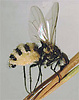 Root maggot fly killed by the insect-destroyer Entomophthora