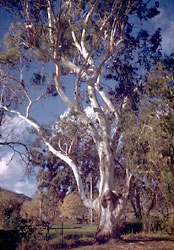 Manna gum, Eucalyptus viminalis