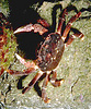 Purple shore crab