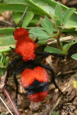 Velvet Ant