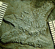 Noriaster barberoi fossil