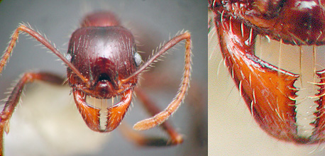 Pheidole rhea minor, face and mandible