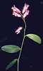 California milkwort, Polygala californica