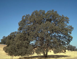 Blue oak, Quercus douglasii