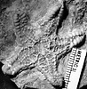Trichasteropsis fossil