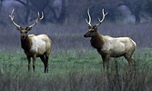 Tule elk