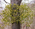 Mistletoe growing on the trunk of a whitebeam