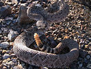 Western diamondback rattlesnake (Crotalus atrox), Arizona