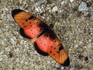 acraea natalica butterfly