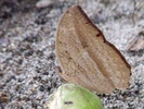 bebearia mardania butterfly