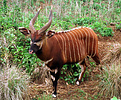 Adult male bongo (Tragelaphus eurycerus) on Mt Kenya