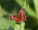 scarlet peacock butterfly
