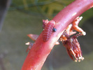 Xami Hairstreak larva on succulent