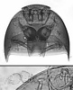 head and prothorax, antenna of cephaloplectines
