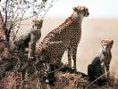 Cheetah (Acinonyx jubatus) with cubs in Serengei NP