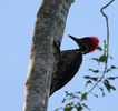 lineated woodpecker