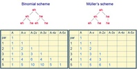 diatom division patterns