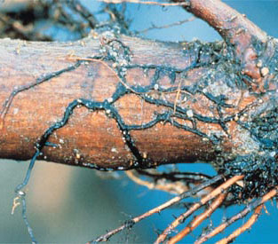 Rhizomorphs of Armillaria in nature