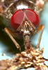 Flesh fly , Sarcophagidae