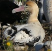 short tailed albatross