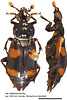 Nicrophorus herscheli