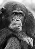 Chimpanzees (Pan troglodytes) adult male