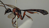 Hyptiogastrine gasteruptiid