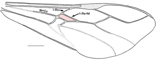 Pseudofoenus thoracicus forewing