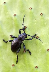 Moneilema gigas, cactus longhorn beetle