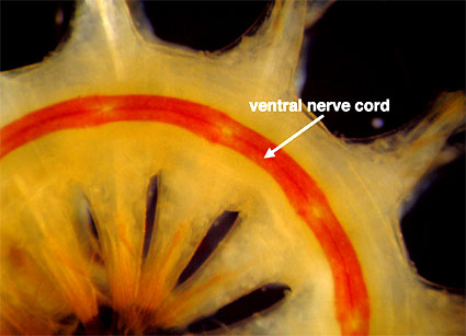 Ventral view of a scaleworm showing its double nerve cord