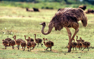 Ostrich (Struthio camelus) mother and chicks