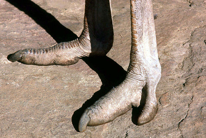 Ostrich (Struthio camelus) feet